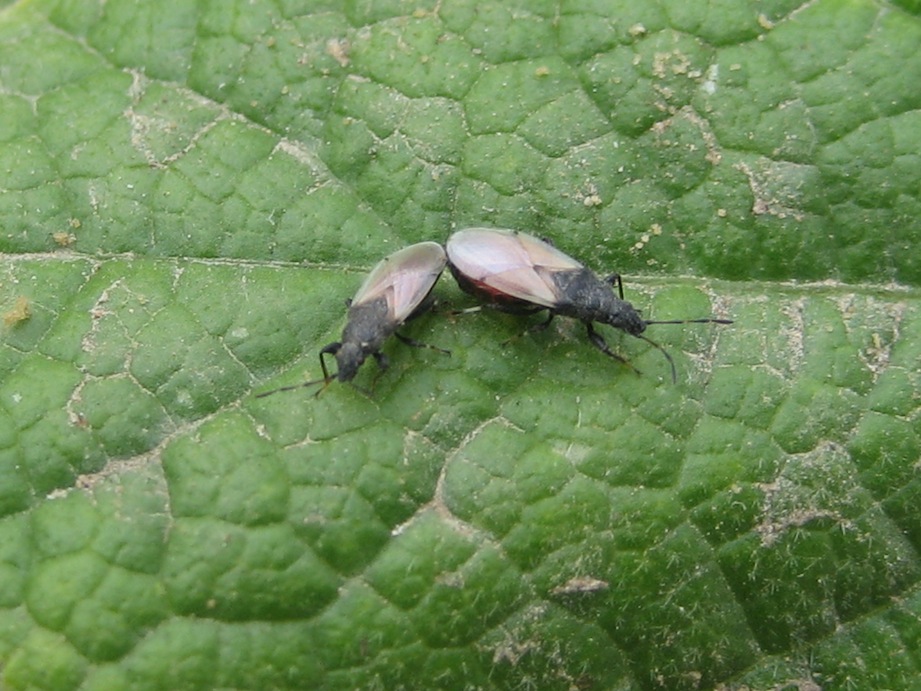 Lygaeidae: Oxycarenus hyalinipennis della Sicilia (PA)